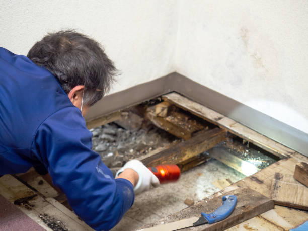 Best HVAC Mold Remediation in Mona, UT