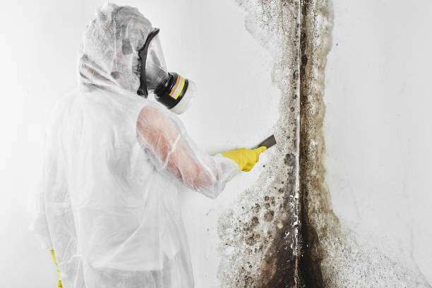 Best Mold Testing and Inspection Services in Mona, UT