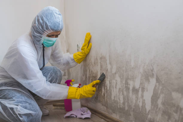 Best Mold Remediation for Specific Building Types in Mona, UT