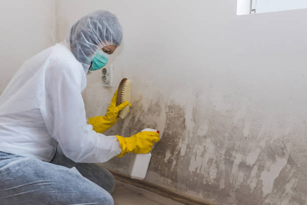 Best Commercial Mold Remediation in Mona, UT