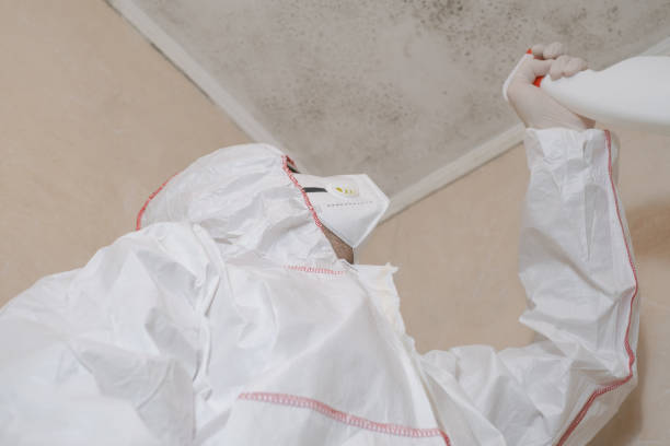 Best Post-Flood Mold Remediation in Mona, UT