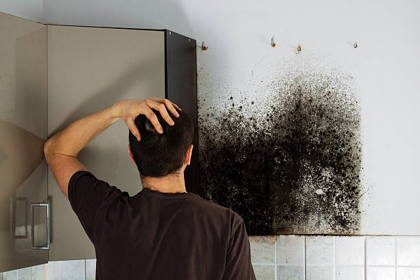 Best Kitchen Mold Remediation in Mona, UT