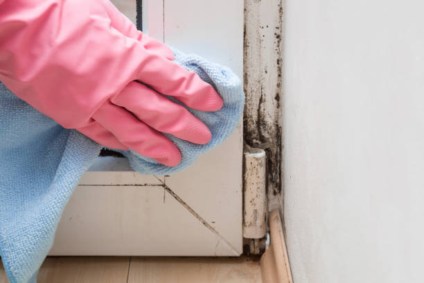 Best Mold Remediation for Schools in Mona, UT